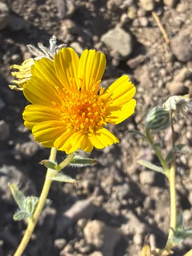 Hairy Desertsunflower — photo by Aaron Liston