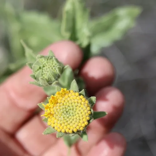 Sticky Desertsunflower