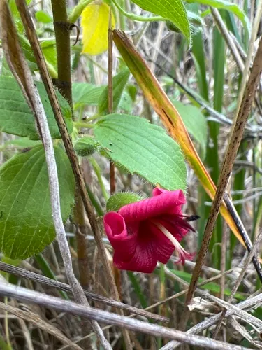 Hawai'i Red Cranesbill