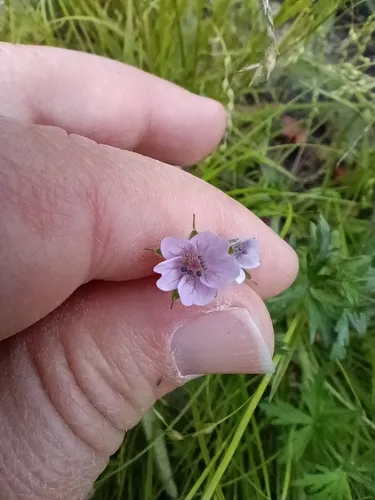 Bicknell's Cranesbill