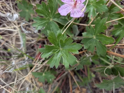Pineywoods Geranium — photo by Tanner U