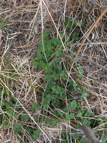California Cranesbill