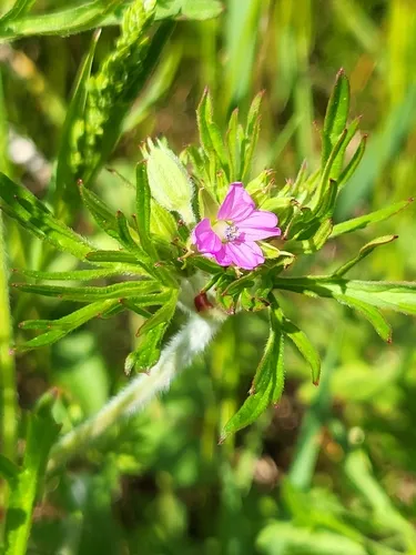 Cutleaf Geranium — photo by Emil Førby