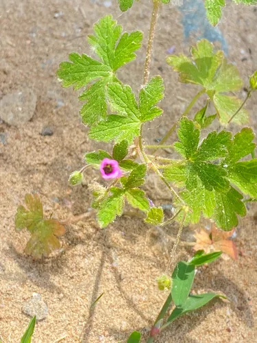 Fanleaf Geranium — photo by galinamaslova