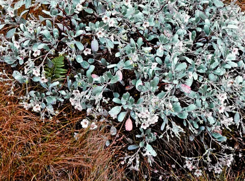 Maui Geranium — photo by Gerry Carr