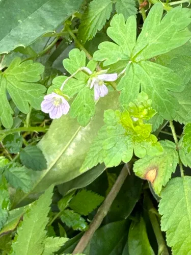 Australasian Geranium — photo by runswild