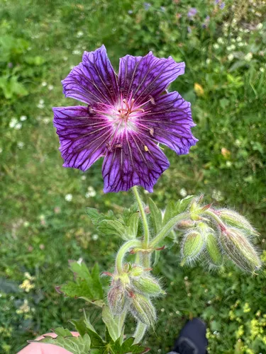 Iberian Geranium — photo by alpergurdal