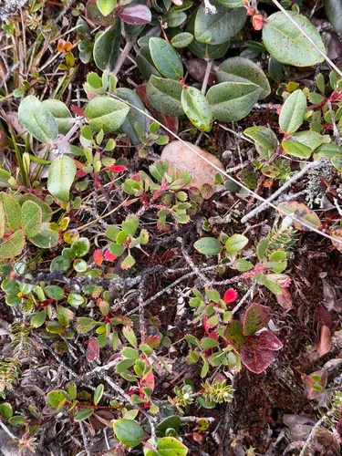 Kauai Geranium