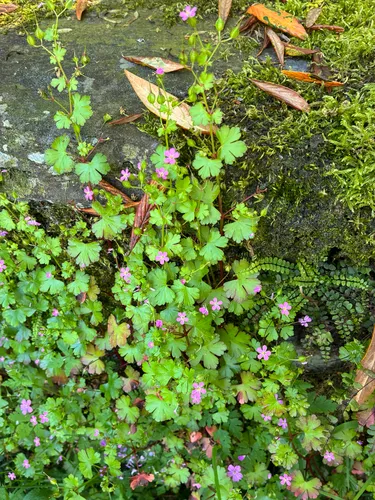 Shining Geranium — photo by Mossy Ox