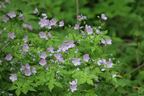Spotted Geranium — photo by Glenn Berry