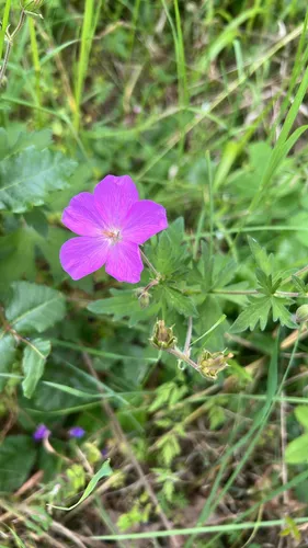 Oregon Geranium — photo by TC