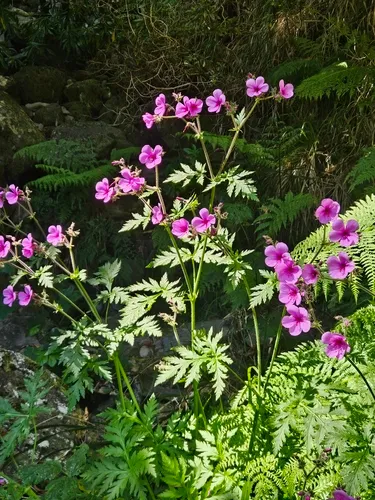 Canary Island Geranium — photo by ebotanist