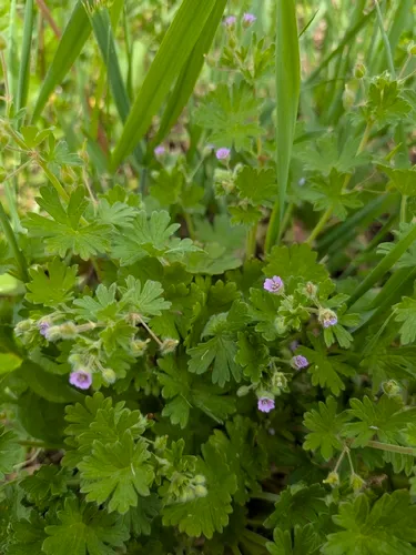Small Geranium — photo by Ian Lisien