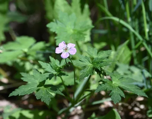 Richardson's Geranium — photo by Amber M. King