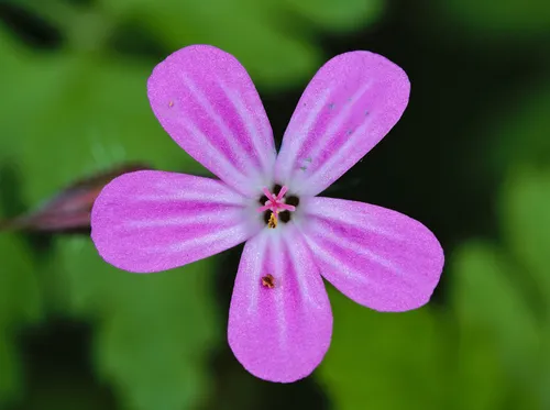 Robert Geranium — photo by Gilles San Martin