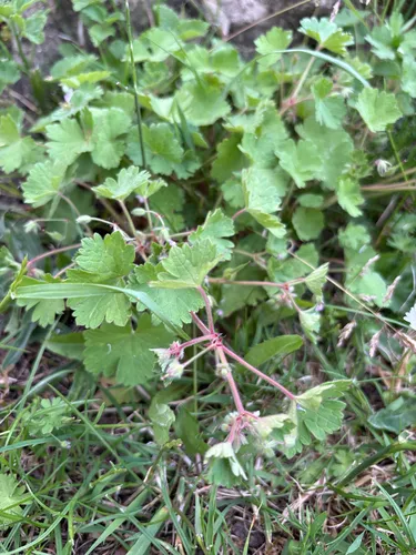 Roundleaf Geranium — photo by greenfifield