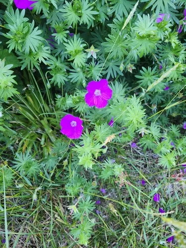 Bloody Geranium — photo by fenderstrat