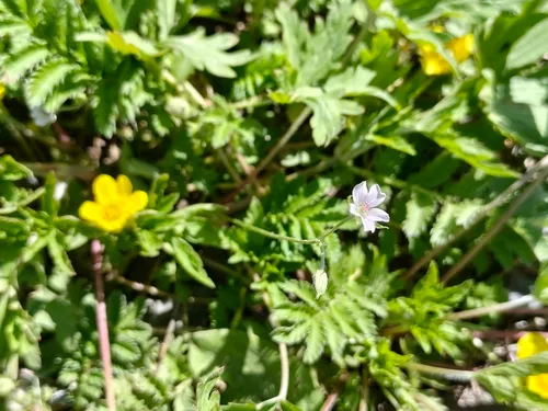 Siberian Geranium — photo by Евгений Маринкин