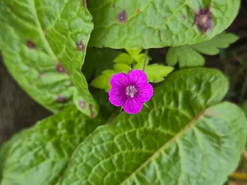 Thunberg's Geranium — photo by Noah Richter
