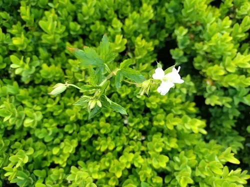 Veiny Geranium — photo by Chris Procter