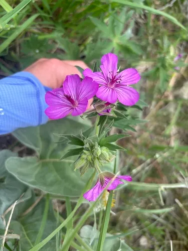 Sticky Purple Geranium — photo by irismcmlln