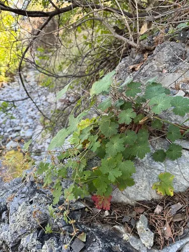 Huachuca Mountain Geranium
