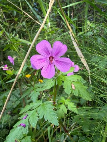 Greater Herb Robert — photo by juliadewing