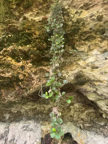 Yerba Puerto Rico De Cueva