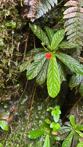Yerba Parrera