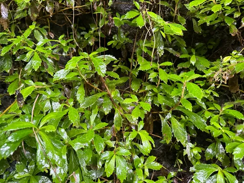 Yerba Maricao De Cueva — photo by Omar Monzon Carmona