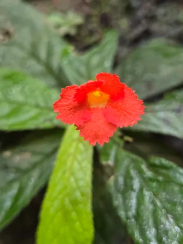 Yerba Neto Hoja De Cueva