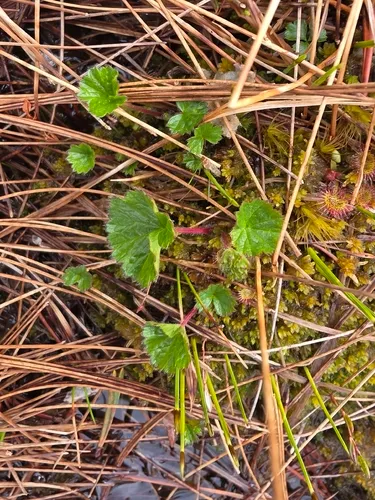 Calthaleaf Avens