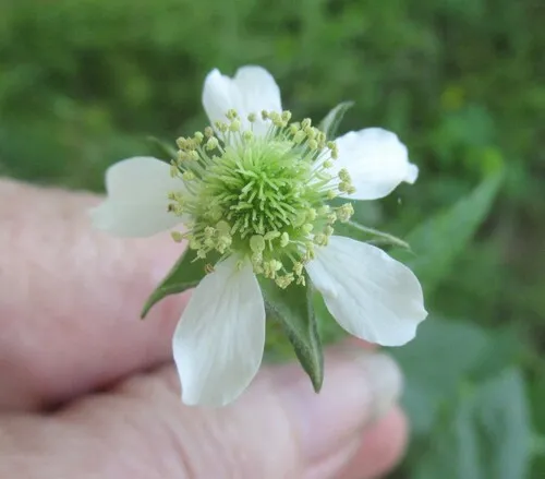 White Avens (var. canadense) — photo by Linda Jo Conn