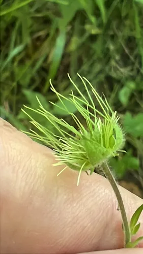 Bent Avens
