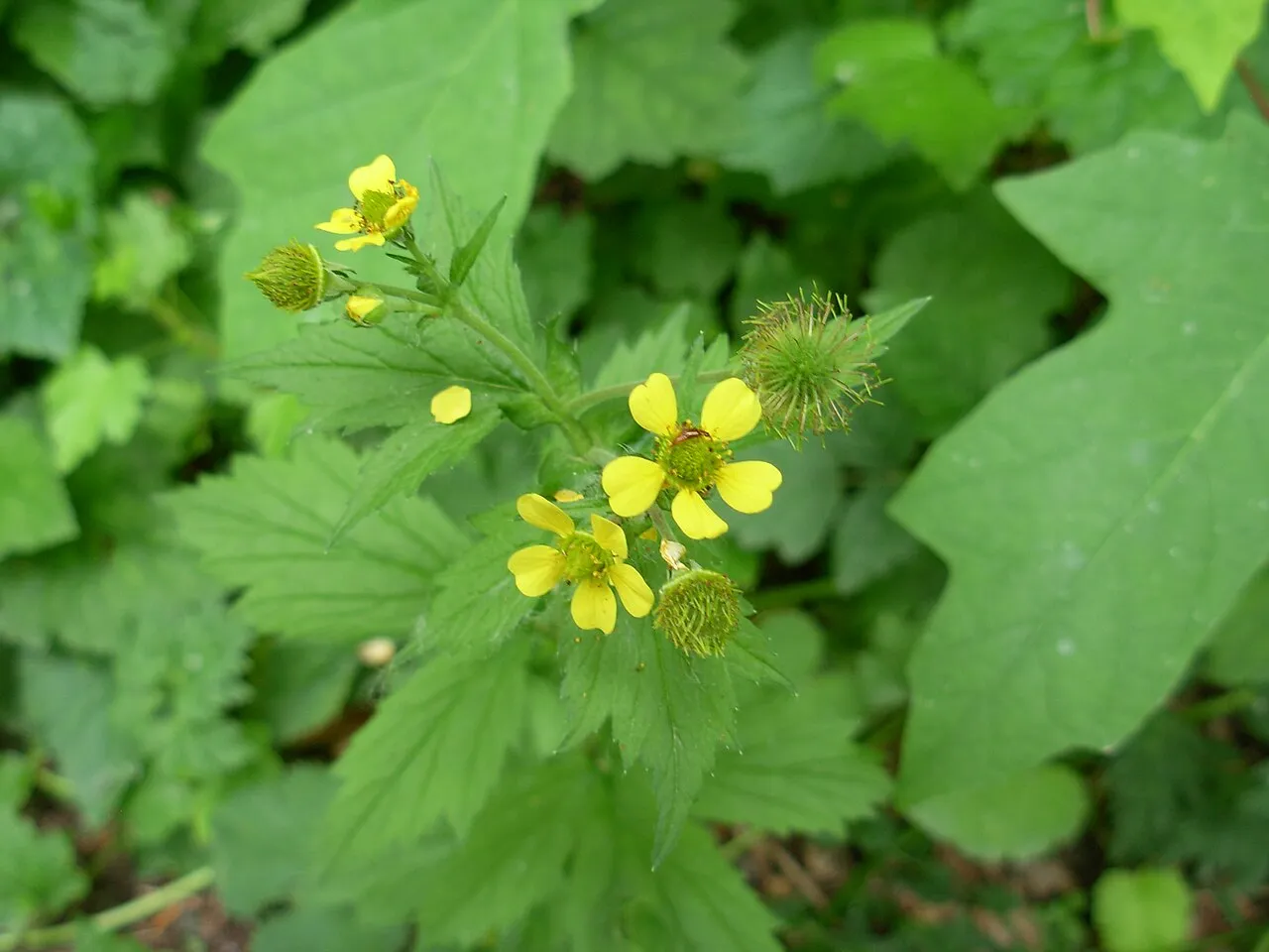 Largeleaf Avens (var. perincisum) — photo by brewbooks from near Seattle, USA