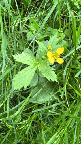 Largeleaf Avens — photo by andreef
