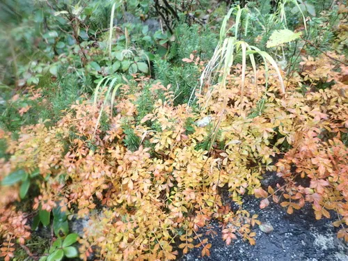 Aleutian Avens