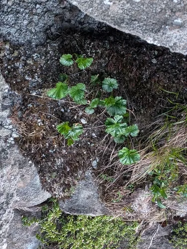 Appalachian Avens
