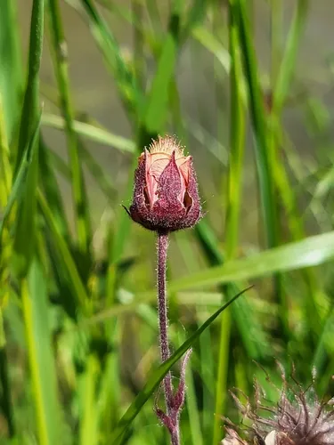 Purple Avens — photo by vincentvdbvdb