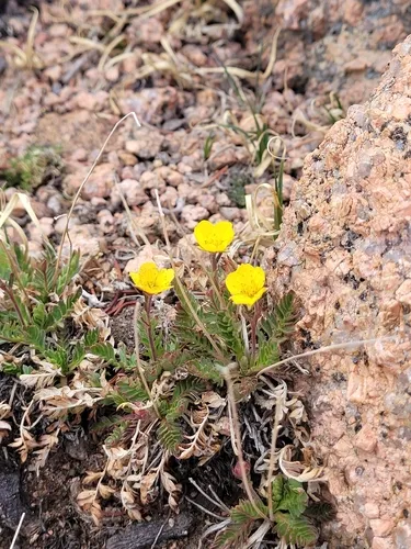 Ross' Avens (var. rossii) — photo by Dr. Maggie Gaddis