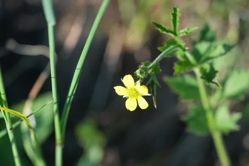 Herb Bennet — photo by Gertraud Seiser