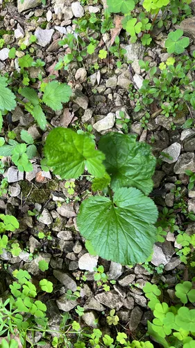 Spring Avens — photo by lenore0920