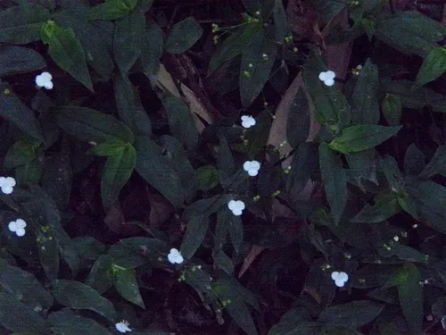 Dotted Bridalveil