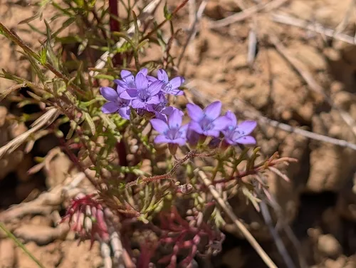 California Gilia