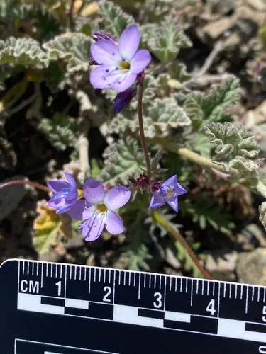 Puffcalyx Gilia — photo by Rhay Flores