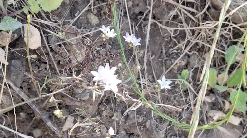 Chaparral Gilia