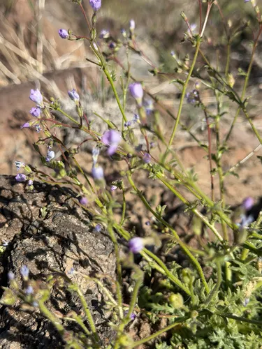 Nevada Gilia (subsp. neglecta) — photo by Michelle Skip Vasquez