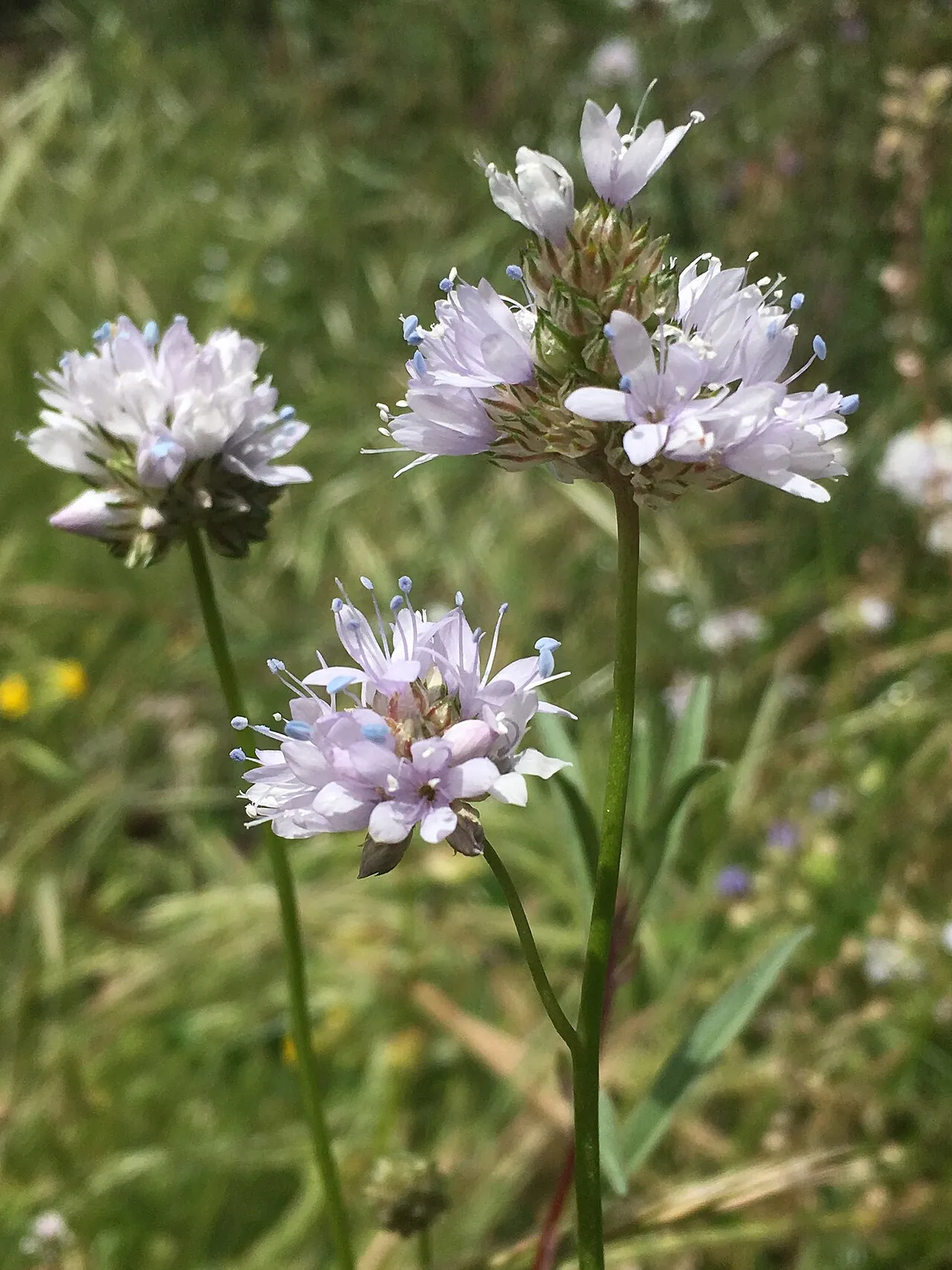 Bluehead Gilia (subsp. abrotanifolia) — photo by Matt Berger