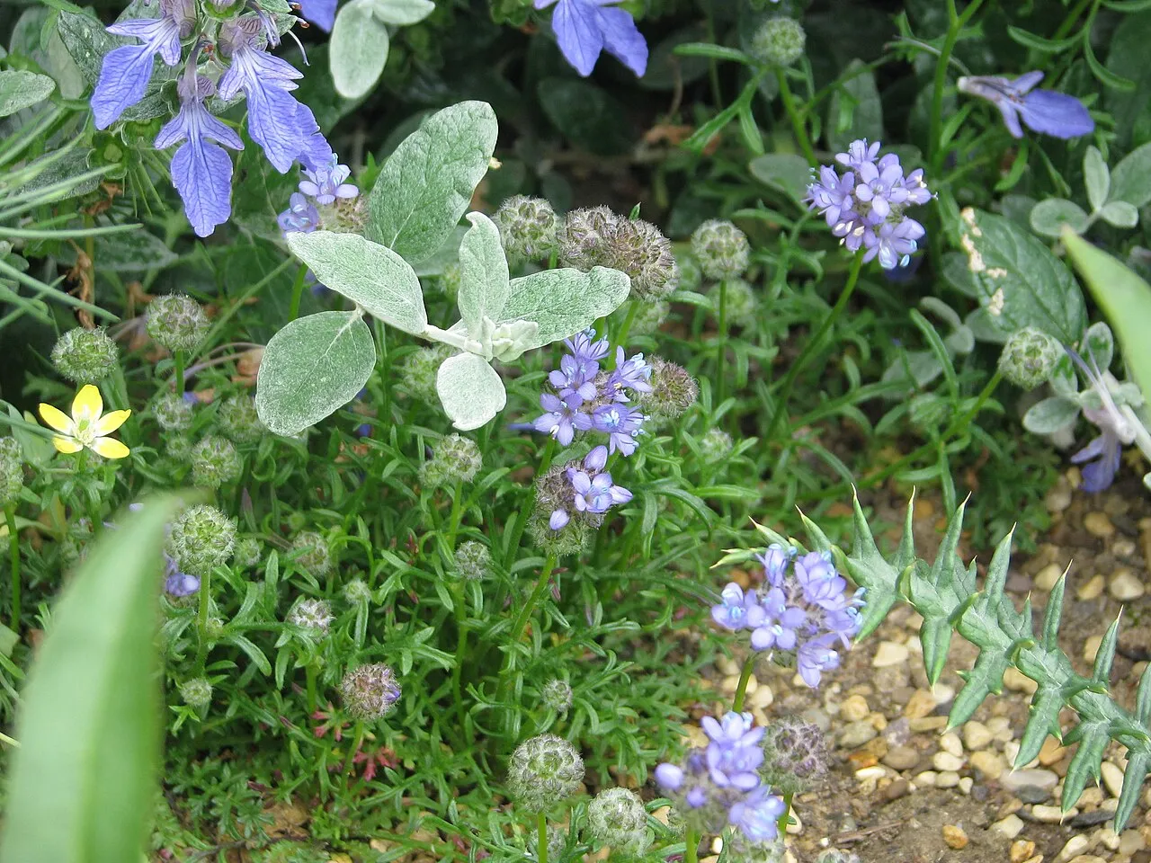 Bluehead Gilia (subsp. chamissonis) — photo by peganum from Henfield, England