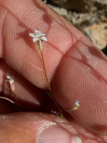 Clokey's Gilia